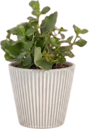 a plant in a ribbed white pot